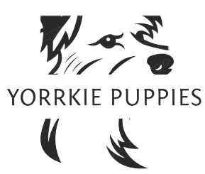 yorrkie puppies
